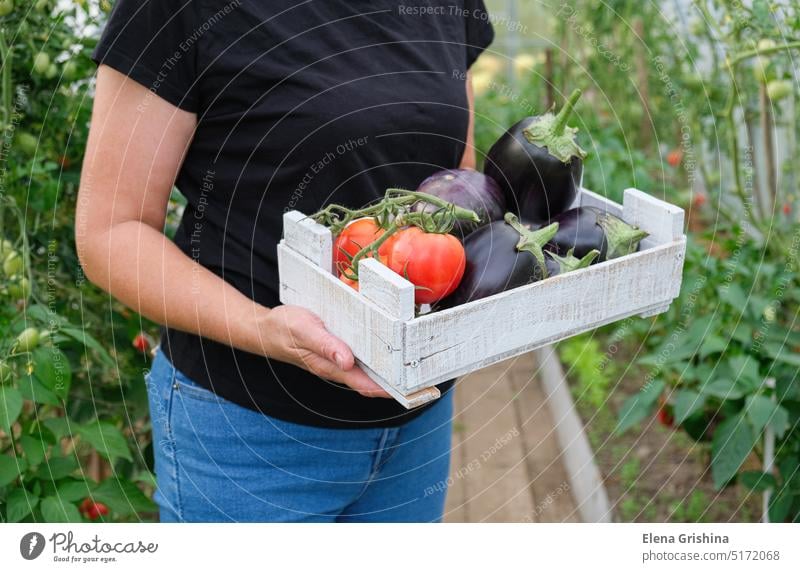 Eine Bäuerin hält eine Kiste mit Biogemüse in den Händen. Tomaten, Paprika und Auberginen. Landwirt Frau reif Gewächshaus Paprikaschoten Ackerbau rot organisch