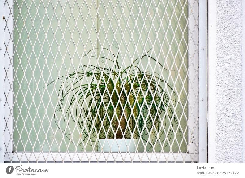 Grünpflanze hinter Gittern Elefantenfuß Pferdeschwanzpalme grün Fenster weiß Pflanze strubbelig Flaschenbaum Mauer Architektur
