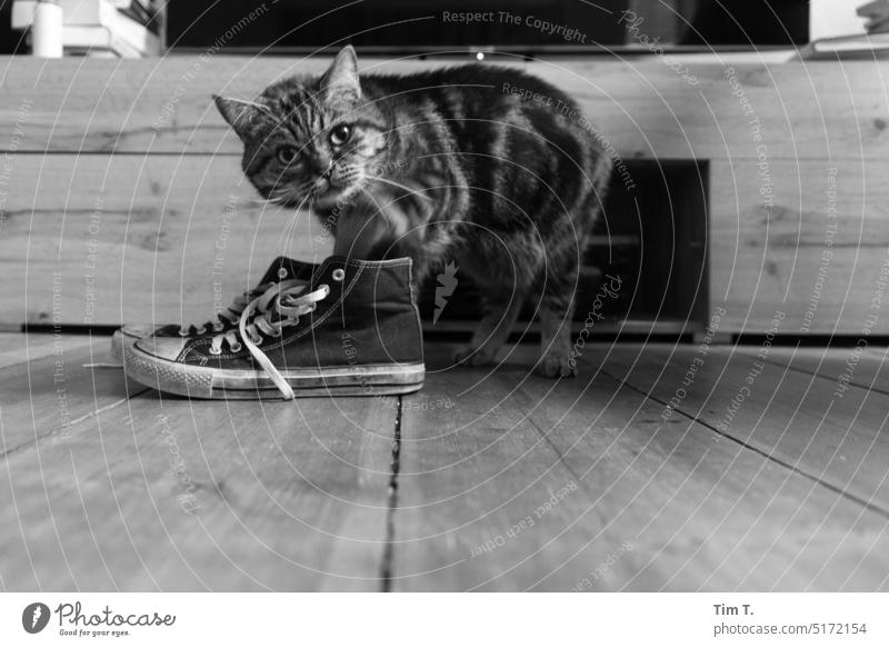Katze probiert Schuhe an Kater bnw Chucks s/w Innenaufnahme Schwarzweißfoto Tag Menschenleer