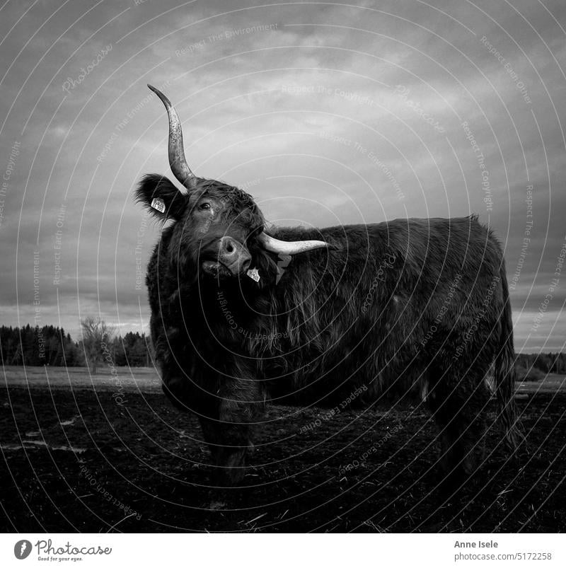 Eine Kuh mit langen Hörnern, Hochlandrind, auf der Weide Rind Tier Moor ried Schwarzweißfoto Natur Landschaft renaturierung Umweltschutz artgerecht