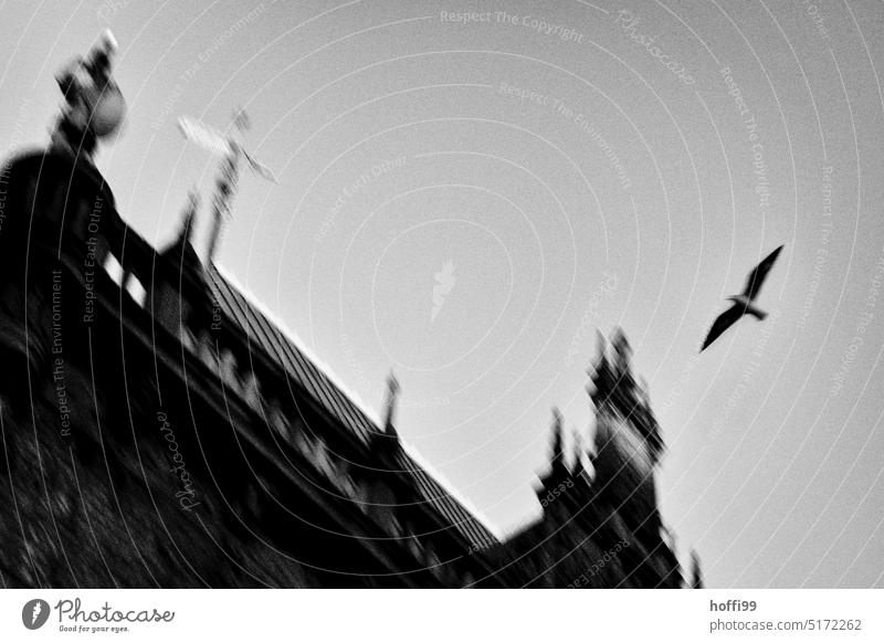 elegant segelnde Möwe vor einem unscharfen historischen Gebäude in der Altstadt fliegen gleiten Möwenvögel Stadtzentrum unscharfer Hintergrund Tristesse Fassade