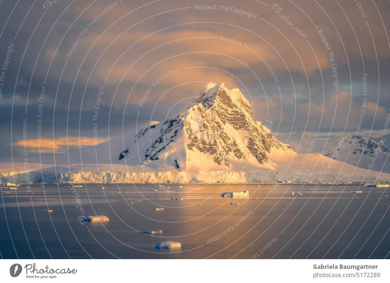 Eisberg im goldenen Abendlicht, Errera Kanal Antarktis Natur Gletscher Küste Wasser Umwelt Landschaft Außenaufnahme Klima Ferien & Urlaub & Reisen Meer Arktis