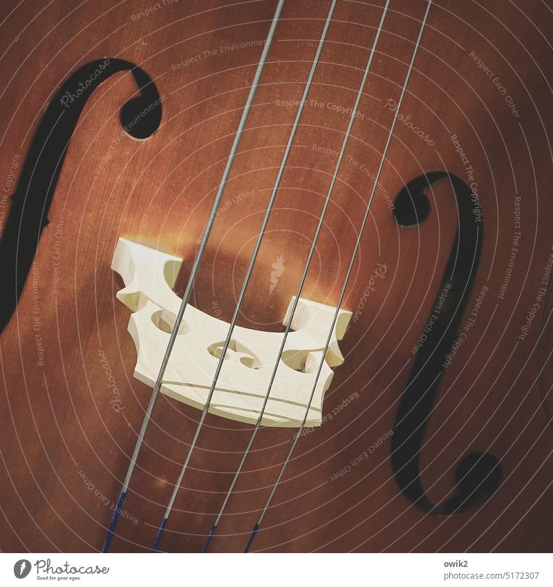 Walking Bass Kontrabass Musikinstrument Saiteninstrument Detailaufnahme tief vier Saiten Klang Holz Ton Nahaufnahme Steg dunkel Jazz Freizeit & Hobby Kunst