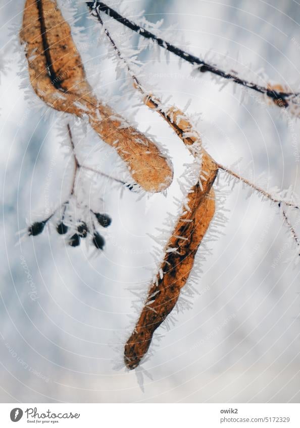Spitzfindig Samenkapsel Sporenkapsel Natur Pflanze Einzelstück Wintertag Frost kalt Eiskristall hängen frieren Außenaufnahme Zweige u. Äste natürlich karg