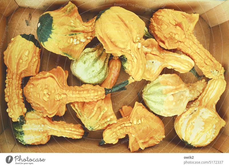 Kürbiskompott Kürbisgewächse gelb Herbst dekorativ Lebensmittel Farbfoto herbstlich Gemüse Zierkürbisse Erntedankfest Zierpflanze Außenaufnahme viele