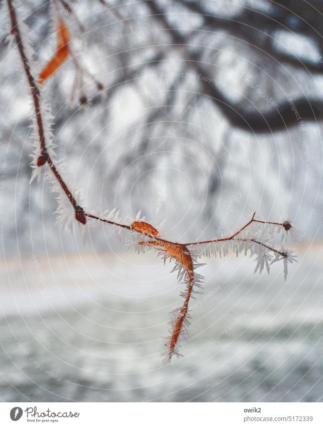 Fastenkur Samenkapsel Sporenkapsel Natur Pflanze Einzelstück Wintertag Frost kalt Eiskristall hängen frieren Außenaufnahme Zweige u. Äste natürlich karg