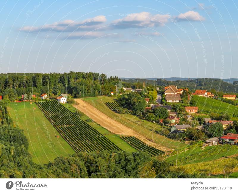 Weinberge im Weinbaugebiet von Slowenien Landschaft Tal ländliches motiv Süden Natur Weingut Rankenpflanze Feld anhöhe Sommer Landwirtschaft Rotwein rot