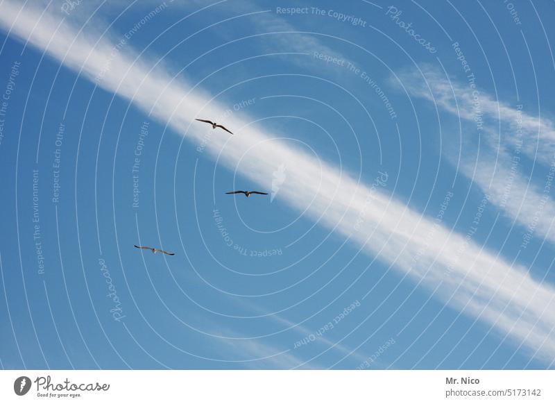 Möwentrio himmelblau Luft Himmel fliegen seemöwe Vogel Freiheit Tier Luftverkehr Wolkenschleier Blauer Himmel Vögel Natur Trio zu dritt Dreier drei