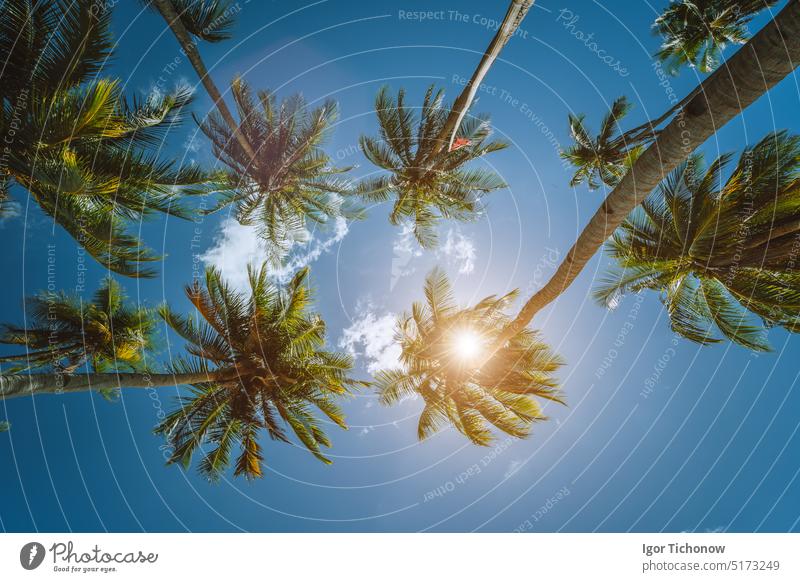 Kokosnusspalmen mit Sonne, die durch die Blätter scheint, Blick von unten. Getaway Sommer Reise Konzept Handfläche Sonnenlicht Ansicht Bäume Himmel Tapete