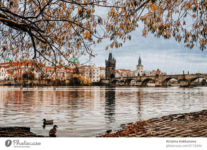 Blick auf den Fluss Moldau, Enten. Karlsbrücke im Herbst. Schönes Prager Stadtbild Europa Panorama Tourismus reisen vltava Architektur Brücke Gebäude Charles