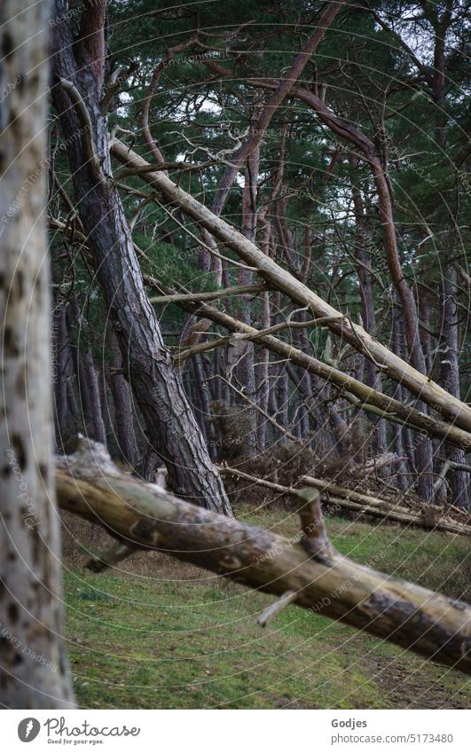 umgekippte Bäum in einem Waldstück Bäume Zerstörung Klimawandel Borkenkäfer Baumkronen Kiefern Waldsterben Umwelt Holz Forstwirtschaft Natur Baumstamm