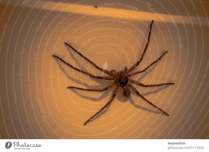 farbreduziert /Plötzlich war im Schlafzimmer eine große braune Spinne an der Wand. Insekt Detailaufnahme Tier Nahaufnahme krabbeln Tierporträt Tag Menschenleer