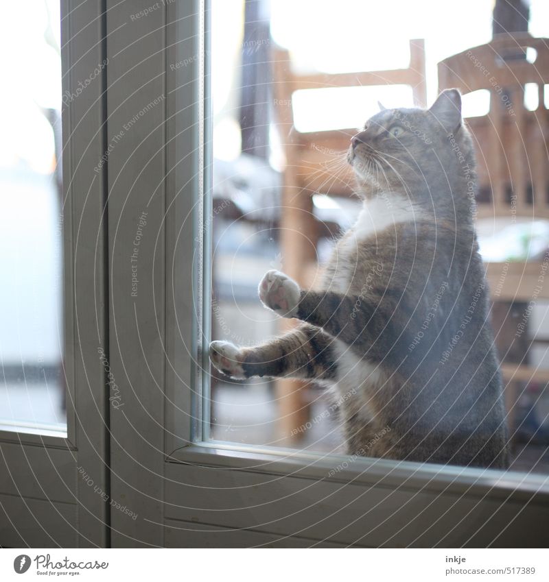 Zeitumstellung | lasst mich rein!!! Häusliches Leben Wohnung Raum Veranda Terrasse Fenster Glastür Tier Haustier Katze Tiergesicht Pfote 1 Blick warten Neugier