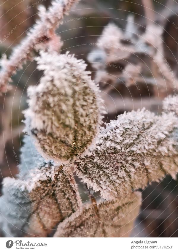 Eiskristalle auf den Blättern frost snow Winter Winterzeit wintertime Blätter Blätter Blätter Natur im Freien natürlich aussehend Natürlich Farbfoto weiß