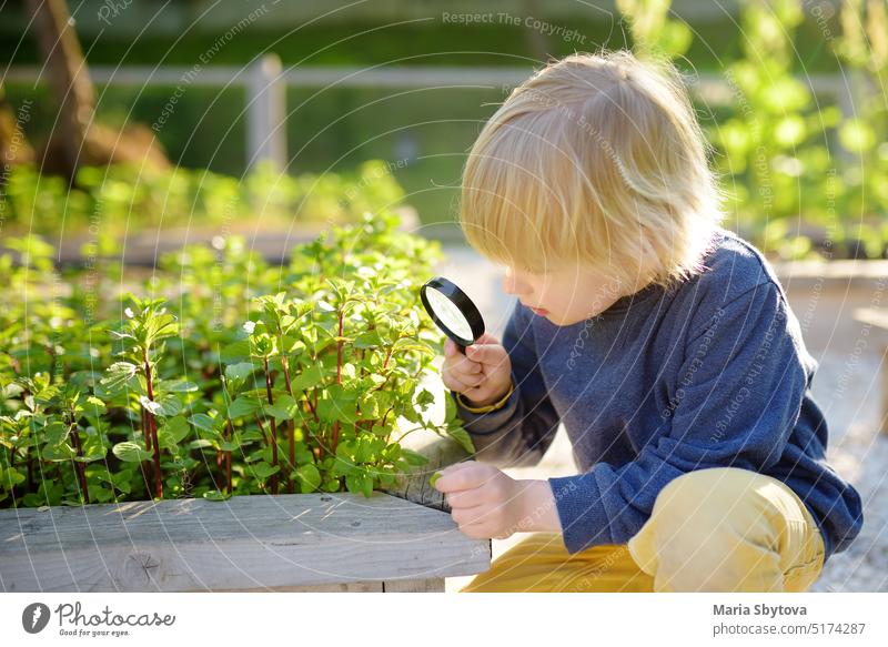 Ein kleines Kind ist im Garten. Ein Junge beobachtet Minzpflanzen durch ein Vergrößerungsglas Öko produzieren Lebensmittel lokal Ernährung Grün Herstellung