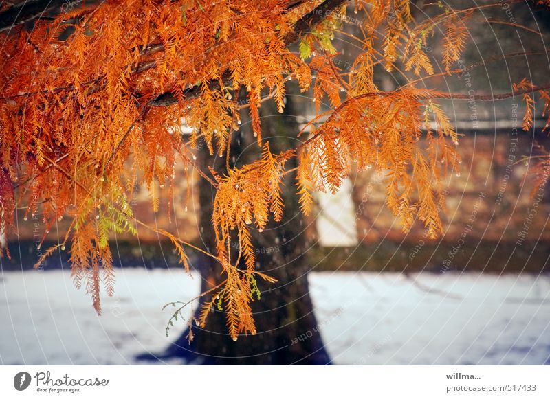 Sumpfzypresse in Herbstfärbung mit Schnee Baum Nadelbaum Konifere herbstlich Taxodiaceae außergewöhnlich orange rot Natur Flora