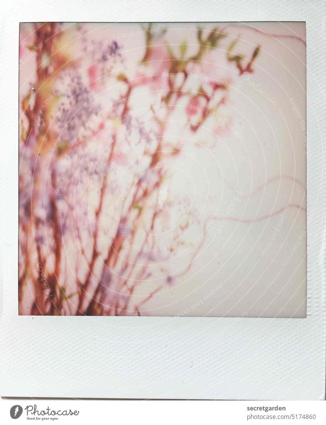 Ist das Kunst oder kann das weg? Polaroid Fotografie unscharf Frühling rosa zart verschwommen Rahmen weiß hell Pastellton Pastelltöne pastell Unschärfe Natur