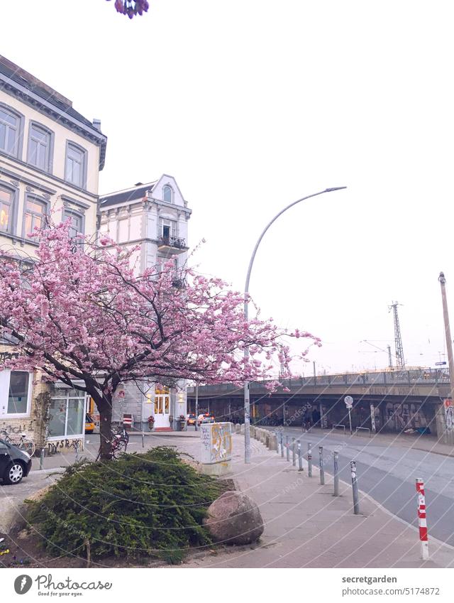 Neuanfang Hamburg Straße Kirschblüten Baum Architektur Brücke Bahnlinie Poller pink rosa farbig Blüte Frühling Hoffnung Außenaufnahme Natur Blühend Kirschbaum