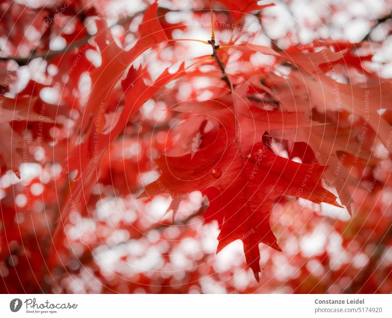 Rotes Eichenblatt mit Regentropfen und weiteren Blättern als Umrahmung mit viel Bookeh- Unschärfe Gegenlicht Detailaufnahme Außenaufnahme Farbfoto Lichtspiel