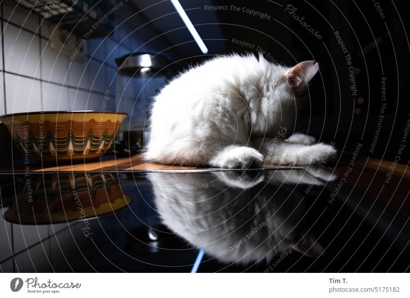 Weiße Katze in der Küche Kater weiß Waschen Herde Reflexion & Spiegelung Haustier Tier Fell Hauskatze Tierporträt niedlich kuschlig Innenaufnahme Farbfoto