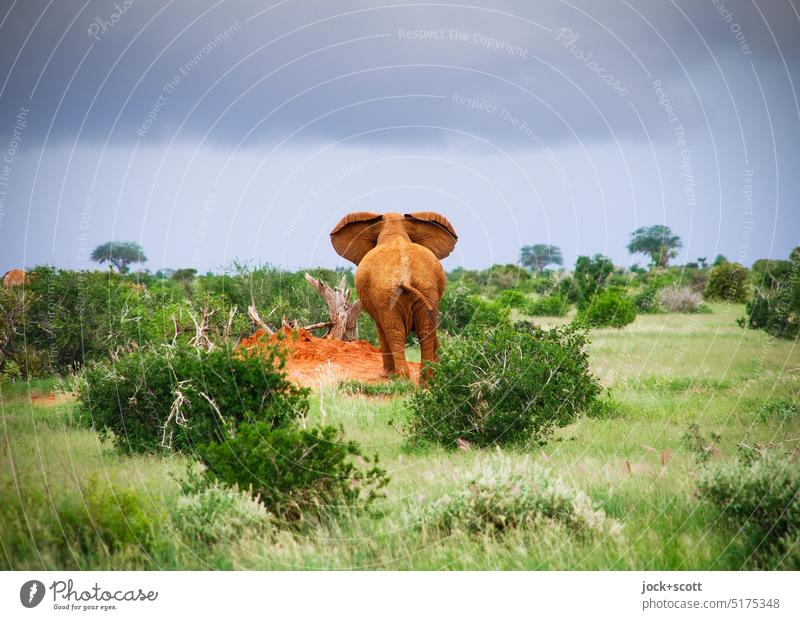 lauschen dem Elefantenarsch XXL Tierporträt Landschaft Safari Savanne Wildtier Sträucher Gewitterwolken Wachsamkeit Elefantenohren tropisch Hinterteil