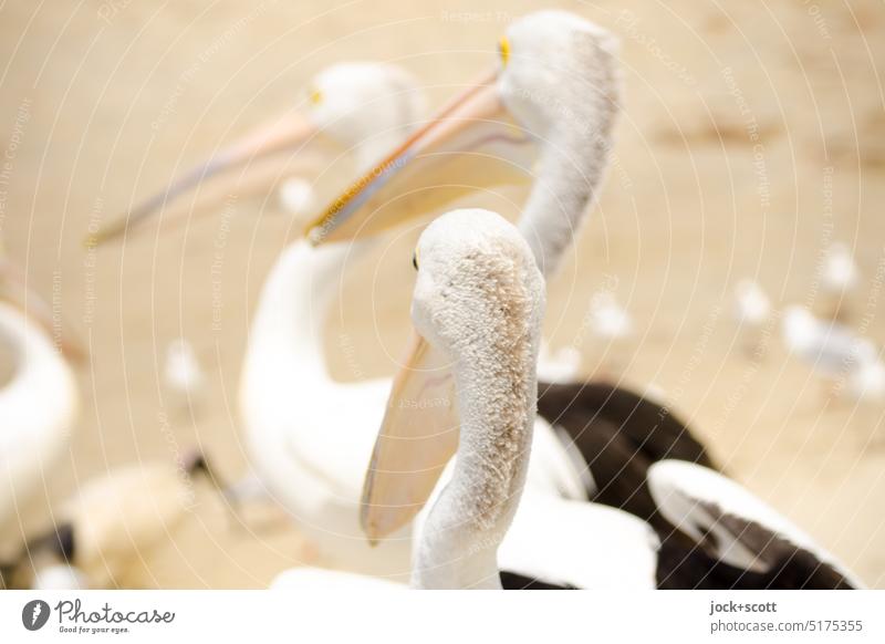 Australian pelican unter seinesgleichen Brillenpelikan Tier Wildtier Vogel Australien Pelikan Vogelbeobachtung Schnabel Tiergruppe drei hintereinander Strand