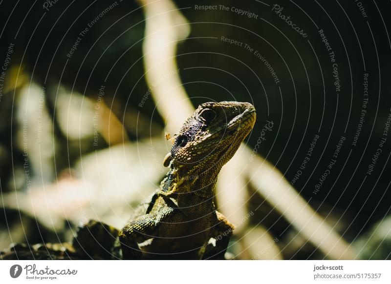 Jacky Dragon zwischen Sonnenlicht und Schatten Eidechse Reptil Tier Wildtier Tierporträt Echsen beobachten Agamen Blick in die Kamera Amphibolurus muricatus
