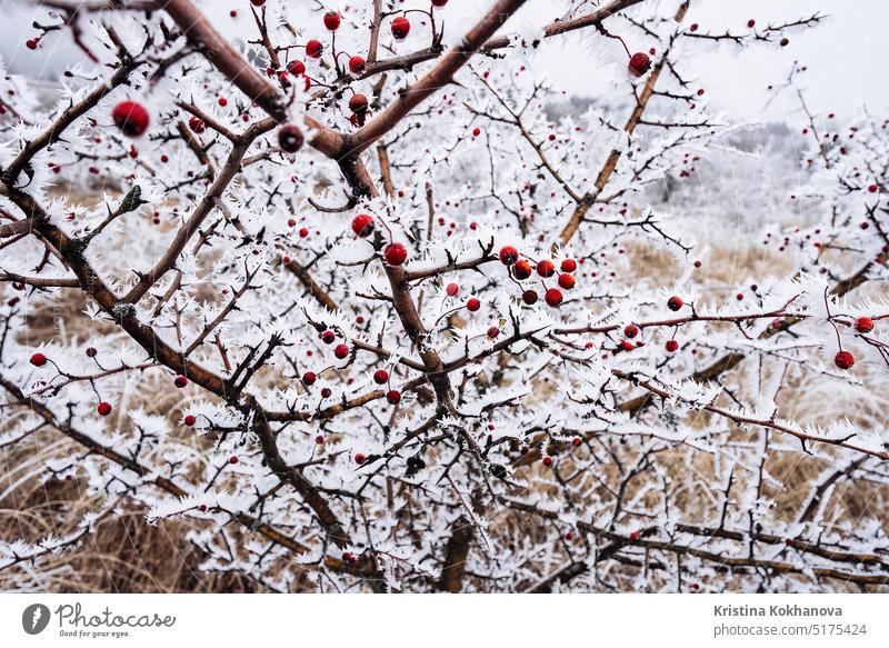 Rote Hagebuttenbeeren, schneebedeckte Zweige, Raureif im Winter.Rosa canina Antioxidans Beeren Botanik Ast Dornbusch hell Buchse Canina Krebsrose Nahaufnahme
