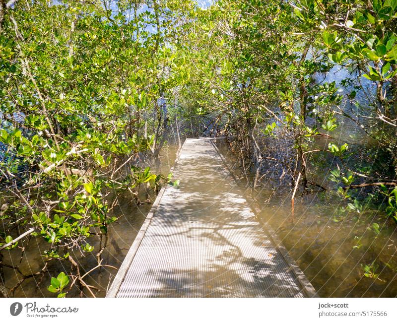 ein Weg durch die Mangroven Natur Wanderweg Vegetation Baum tropisch Doppelbelichtung Wald Pflanze Laufsteg Wege & Pfade Ökosystem salztolerant Gezeitenbereich