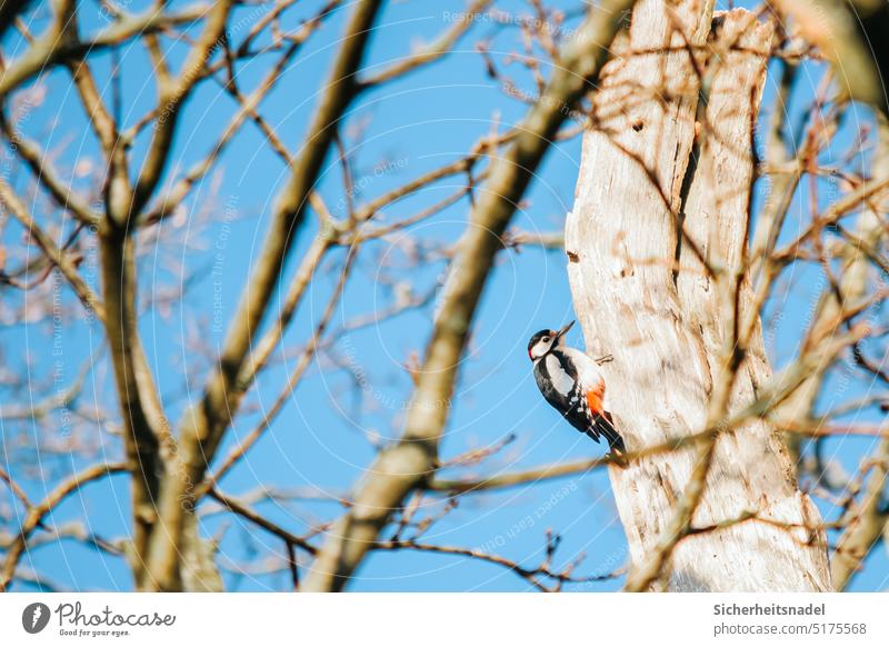 Specht Buntspecht Baumkrone Frühling Vogel Baumstamm Außenaufnahme Farbfoto Wildtier Natur Tier Äste Menschenleer