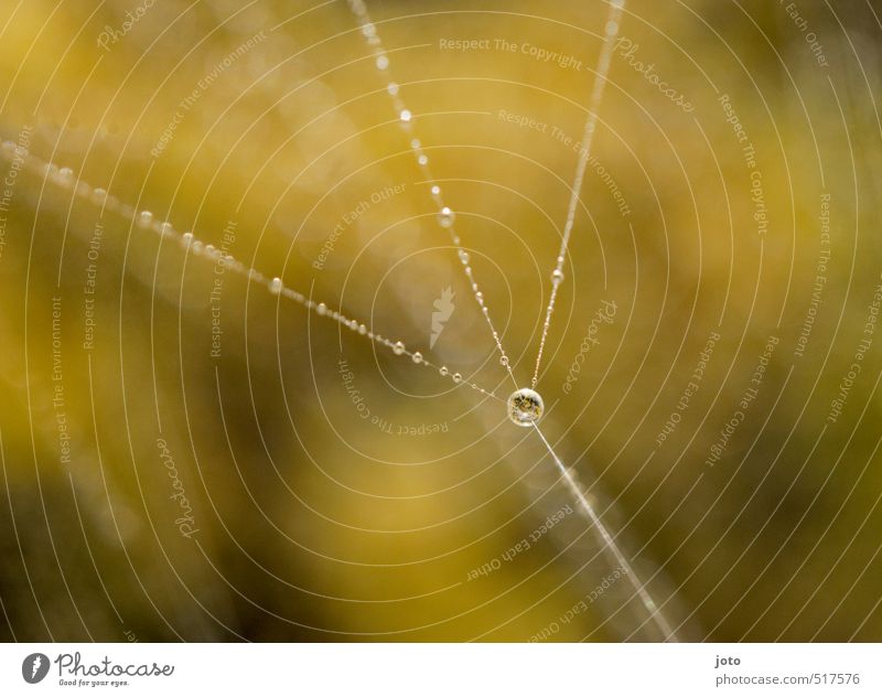 herbststimmung Natur Wassertropfen Herbst Spinnennetz ästhetisch elegant glänzend schön stark ruhig standhaft Stress einzigartig Zufriedenheit Leichtigkeit