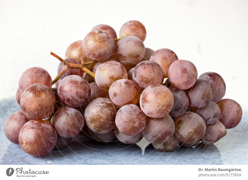 Weintrauben Lebensmittel Obst Speise große Tiefenschärfe Farbfoto menschenleer Fruchtstand Rispe Früchte Weinbeeren Gesunde Ernährung Vegetarische Ernährung