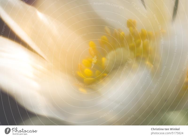 Weiße Küchenschelle Pulsatilla vulgaris Blühend Frühlingsblume außergewöhnlich Schwache Tiefenschärfe klein elegant Tag Makroaufnahme Blüte schön Nahaufnahme