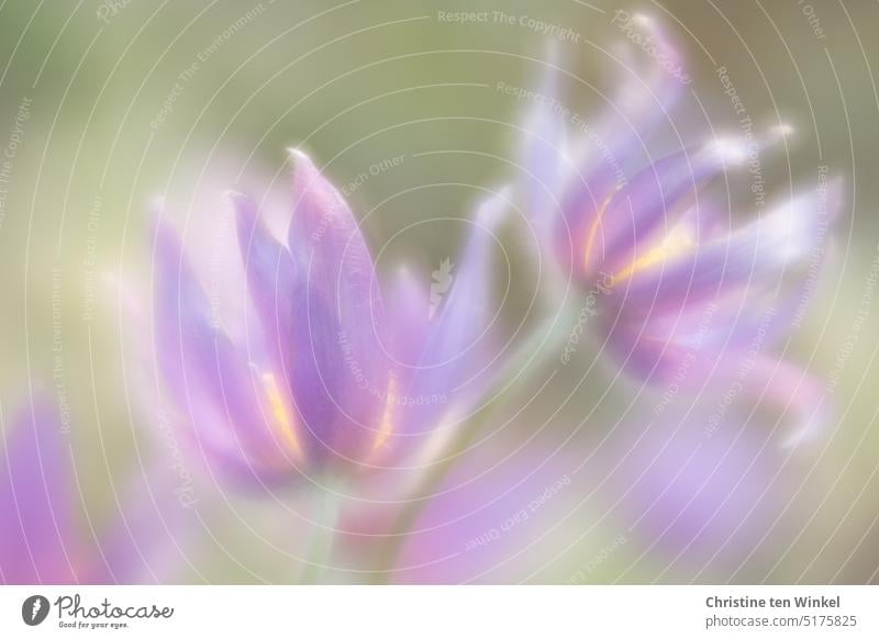 Die zarten lila Blüten einer Küchenschelle Pulsatilla vulgaris Blühend Frühlingsblume Schwache Tiefenschärfe außergewöhnlich klein elegant Tag Makroaufnahme
