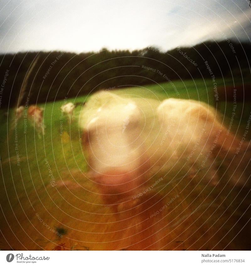 Portrait einer Kuh analog Analogfoto Pinhole Farbe Tier Natur Rind Nahaufnahme Tag verwischt Außenaufnahme Weide Tierporträt Landleben Farbfoto Wiese