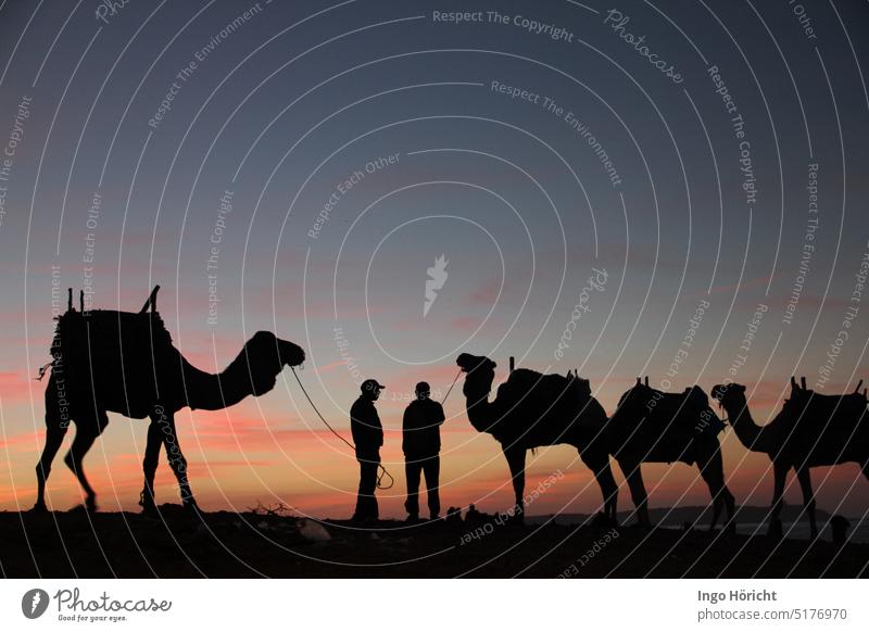 4 Kamele mit Reitsattel als Silhouette vor einem rötlich-blauen Abendhimmel nach Sonnenuntergang, 1 Kamel links und 3 Kamele rechts im Bild. Dazwischen die Silhouetten von 2 Kamelführern. Im Hintergrund rechts eine Bucht und das Meer.