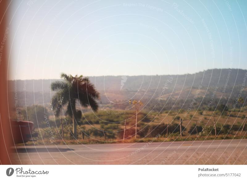 #AF# Roadtrip Palmen Handflächen grün Kuba Straße Straßenrand