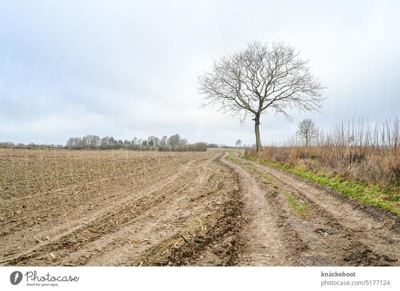 feldweg Feld Wege & Pfade Himmel Landschaft Natur Menschenleer Baum Acker Landwirtschaft Umwelt Ackerbau Kornfeld