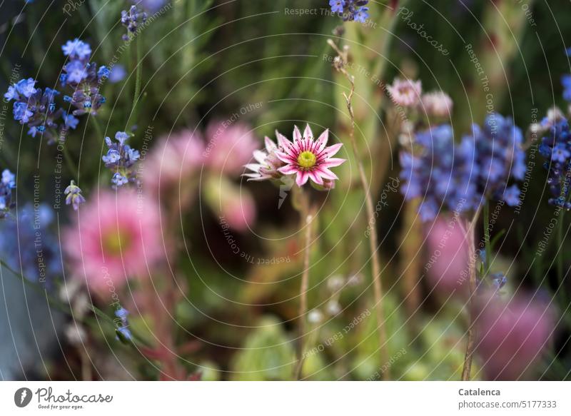 Der Hauswurz blüht, im Hintergrund die blauen Blüten des Vergissmeinnicht Rot Rosa Grün Sommer Tageslicht Blume Dekoration & Verzierung Natur Flora Pflanze