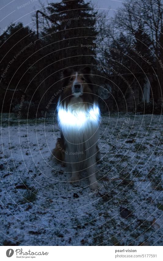 Collie mit Lichtkrause Hund sitzen Tierporträt Lichtkranz Winter 1
