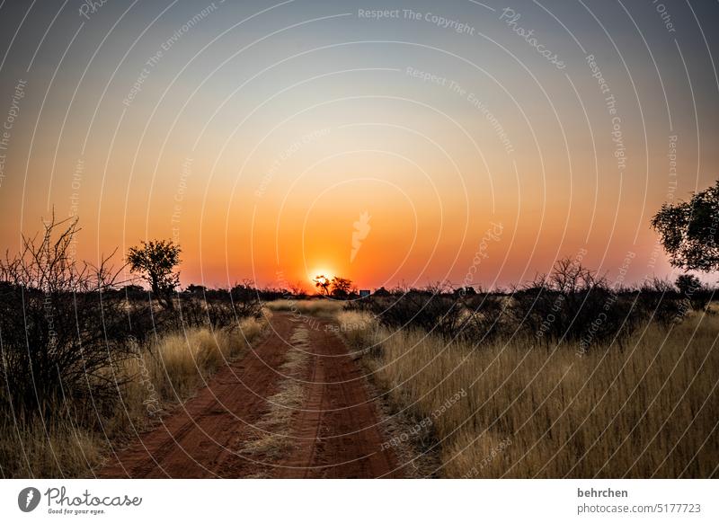 wie man fühlt träumen wunderschön Kitsch romantisch Baum Abenddämmerung Nacht Sonnenuntergang Gras Kalahari Außenaufnahme Namibia Ferne Afrika Fernweh Sehnsucht