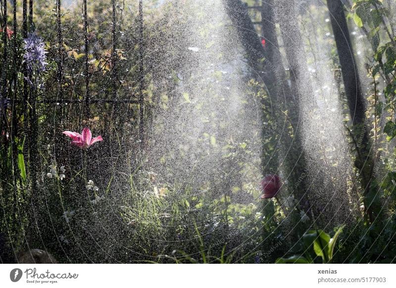 Rosa Tulpe vor Gitterstäben und Baumstämme im Gegenlicht während der Gartenbewässerung Bewässerung Blüte Wassertropfen Frühling Pflanze Natur Park gärtnern