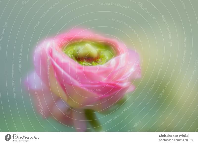 Die rosafarbene Blüte einer Ranunkel  mit viel Unschärfe Traumbild Ranunkelblüte Schwache Tiefenschärfe romantisch romantische Blüte Natur Romantik blühend