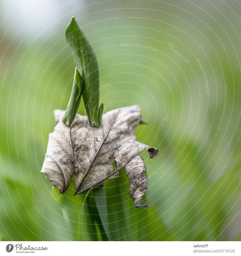 Vergänglichkeit und neues Leben Bärlauchblatt Blatt verwelkt Jung frisch Trieb durchwachsen Frühling neues leben grün Wachstum Pflanze Natur