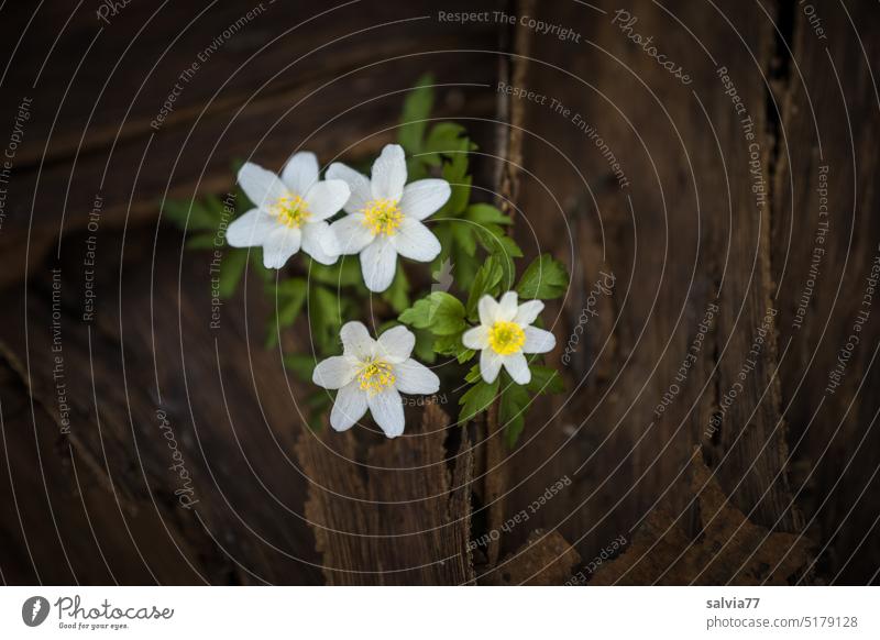 blühendes Buschwindröschen findet die Lücke zwischen einer dicken Baumrindenschicht Windröschen Waldanemone Anemone nemorosa Blüte Blume Natur Pflanze Frühling