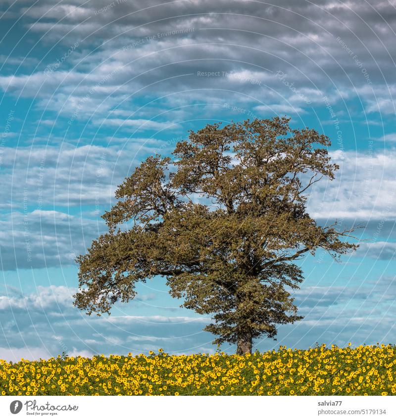 einsamer Baum mit Sonnenblumenfeld Himmel Wolken Horizont Feld Landschaft Sommer Natur gelb Blühend Pflanze Umwelt Nutzpflanze Farbfoto Schönes Wetter Blüte