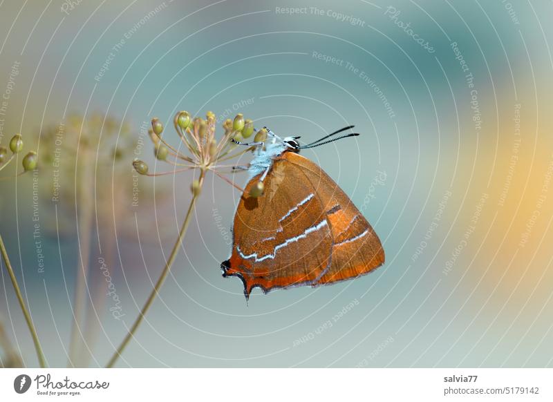 Pause machen und die Sonnenwärme genießen,  Nierenfleck-Zipfelfalter (Thekla betulae) Schmetterling Lepidoptera Tagfalter Insekt Dill Samenstand Tierporträt