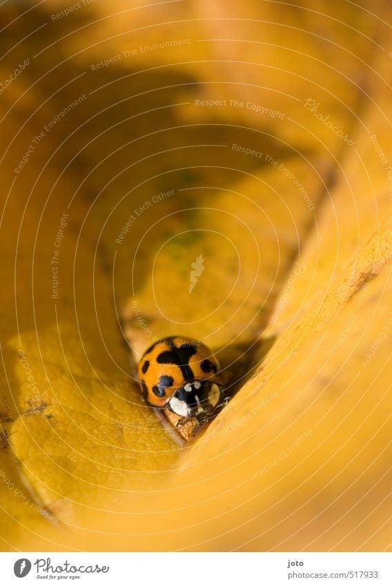 herzlich Natur Tier Herbst Blatt Herbstlaub Käfer Insekt Marienkäfer krabbeln klein niedlich orange Zufriedenheit Abenteuer entdecken Umwelt Wege & Pfade Punkt