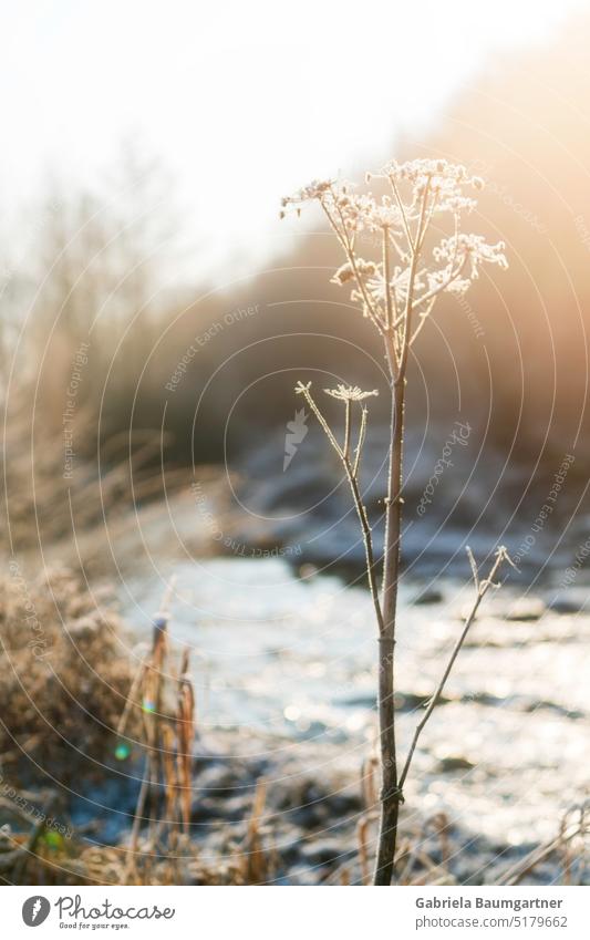 Schafgarbe am Bach von der Morgensonne angeleuchtet Pflanze kalt Winter Frost Eis Schnee Raureif Eiskristall gefroren Außenaufnahme frieren Natur Schneekristall