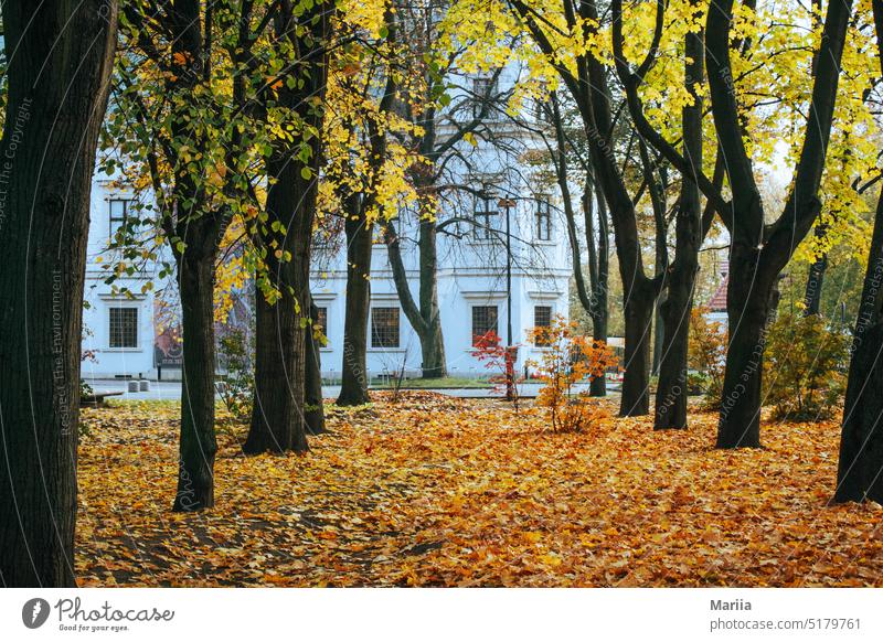 Kontrastreiche Herbstlandschaft, gelbe Bäume und ein schneeweißes Haus kontrastierend Landschaft Hausbau links vorausschauend Park Natur im Freien sonniger Tag